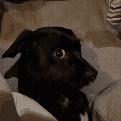 A Black Dog Is Sitting On A Couch And Looking At Something GIF