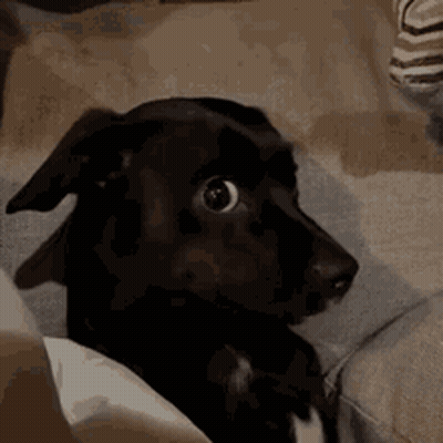 A Black Dog Is Sitting On A Couch Looking At The Camera GIF