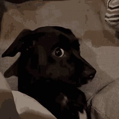 A Black Dog Is Sitting On A Couch Looking At The Camera With A Surprised Look On Its Face . GIF