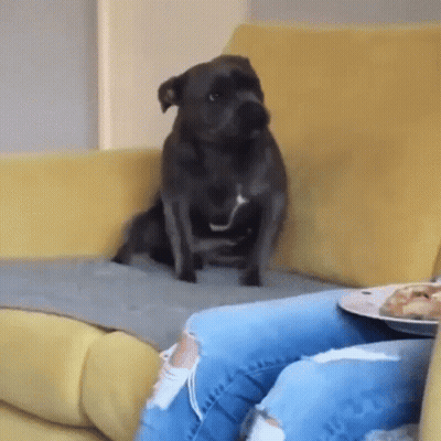 A Black Dog Is Sitting On A Yellow Couch Next To A Person . GIF