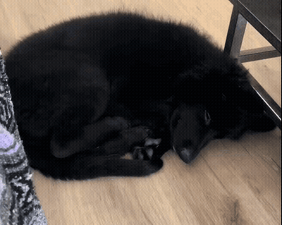 A Black Dog Is Sleeping On A Wooden Floor Next To A Chair . GIF
