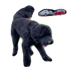 A Black Dog Is Standing In Front Of A Red Car Sticker