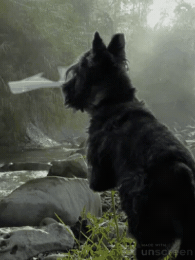 A Black Dog Is Standing In Front Of A River With The Words Made With Unscreen Below It GIF