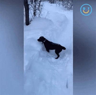 A Black Dog Is Standing In The Snow With A Dt Logo On The Bottom GIF