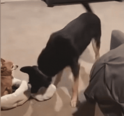 A Black Dog Is Standing Next To A White Dog GIF