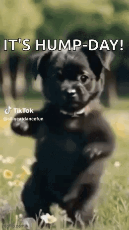 A Black Dog Is Standing On Its Hind Legs In A Field . GIF