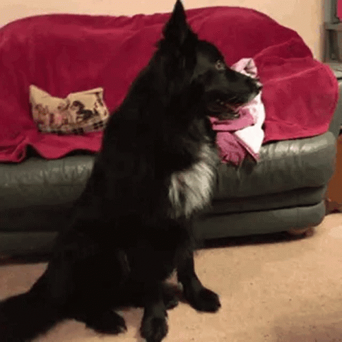 Black Dog Standing On Hind Legs In Front Of Couch GIF