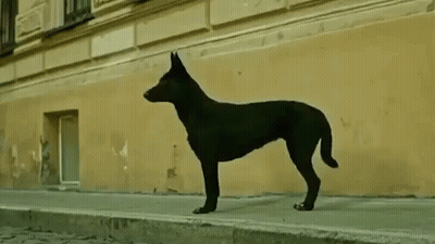 A Black Dog Is Standing On The Side Of A Street In Front Of A Building . GIF