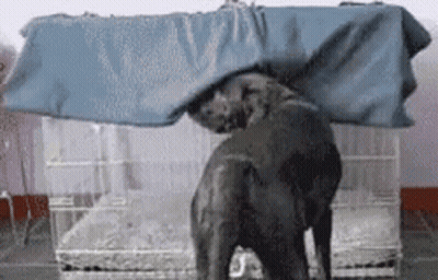 A Black Dog Is Standing Under A Blue Tarp In A Cage . GIF