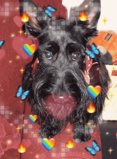 A Black Dog Is Surrounded By Butterflies And Hearts GIF
