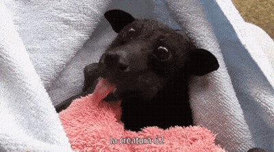 A Black Dog Is Wrapped In A Pink Towel And Says La Creature 67 On The Bottom GIF