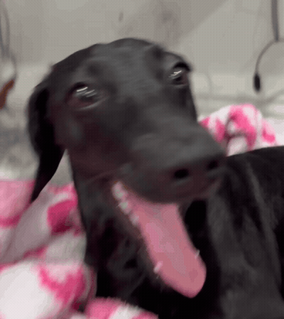 A Black Dog Laying On A Pink And White Blanket With Its Tongue Out GIF