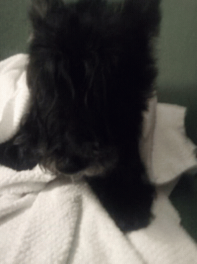 A Black Dog Laying On A White Blanket GIF