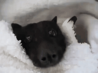 A Black Dog Laying On A White Blanket Looking At The Camera GIF