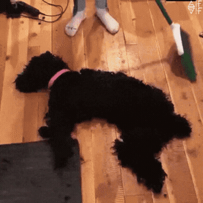 A Black Dog Laying On A Wooden Floor Next To A Green Broom GIF