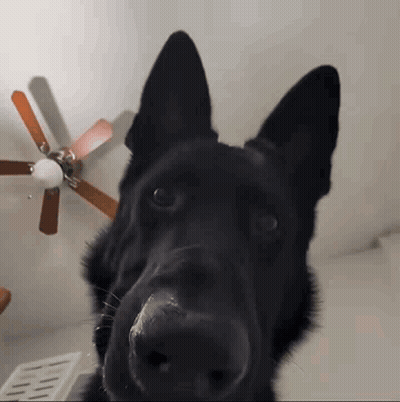 A Black Dog Looking At The Camera With A Ceiling Fan Behind It GIF