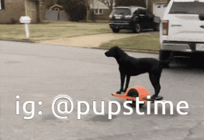 A Black Dog Standing Next To An Orange Ball With The Ig @Pupstime Written Below It GIF