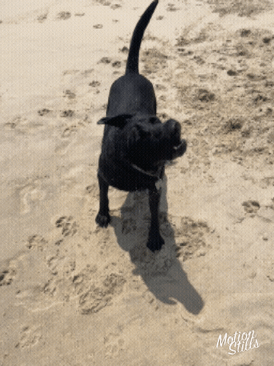 A Black Dog Standing On A Sandy Beach With The Words Motion Stills Written On The Bottom GIF