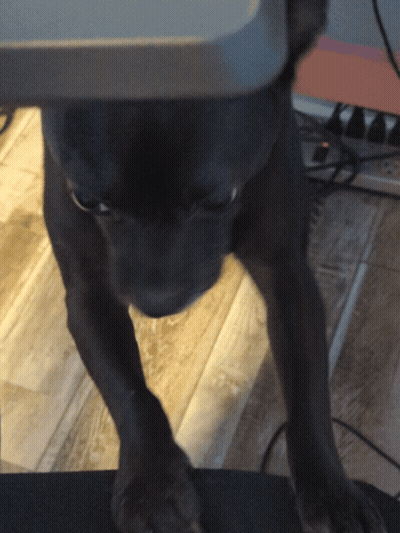 A Black Dog Standing On A Wooden Floor Looking At The Camera GIF