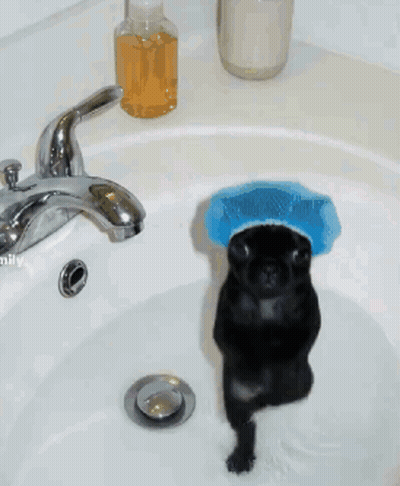 A Black Dog Wearing A Blue Sponge On Its Head Is Standing In A Sink GIF