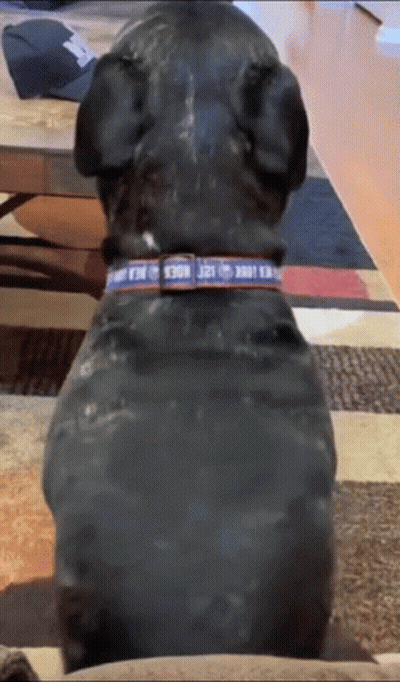 A Black Dog Wearing A Collar That Says N.a.a. On It GIF
