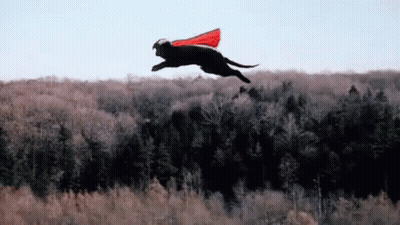 A Black Dog Wearing A Red Cape Is Flying Through The Air Over A Forest . GIF