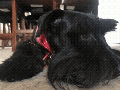 A Black Dog Wearing A Red Collar Is Laying On The Floor GIF