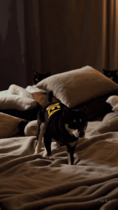 A Black Dog Wearing A Yellow Shirt With The Letter H On It Runs On A Bed GIF