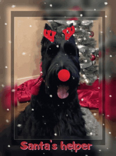 A Black Dog Wearing Reindeer Antlers And A Red Nose Has Santa 'S Helper Written On The Bottom Of The Picture GIF