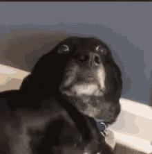 A Black Dog With A Blue Collar Is Sitting On A Couch . GIF