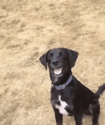 A Black Dog With A Blue Collar Is Standing In A Field And Smiling . GIF