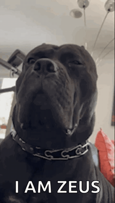 A Black Dog With A Chain Around Its Neck Is Sitting On A Couch . GIF