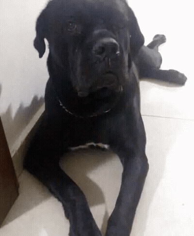 A Black Dog With A Collar Is Laying On The Floor Looking At The Camera . GIF