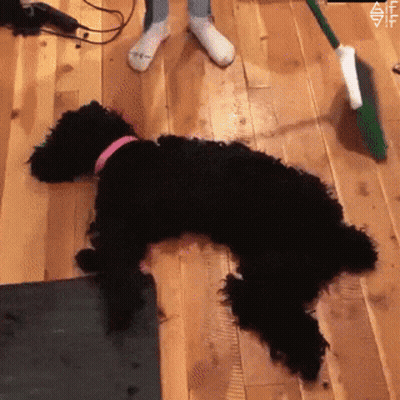 A Black Dog With A Pink Collar Is Laying On The Floor GIF