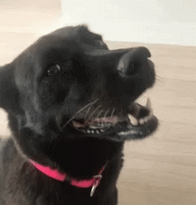 A Black Dog With A Pink Collar Is Yawning And Looking At The Camera . GIF
