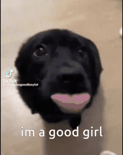 A Black Dog With A Pink Lip And The Words I 'M A Good Girl Below It GIF