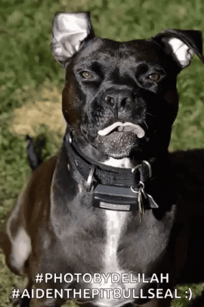 A Black Dog With A White Tongue Sticking Out Is Laying In The Grass GIF