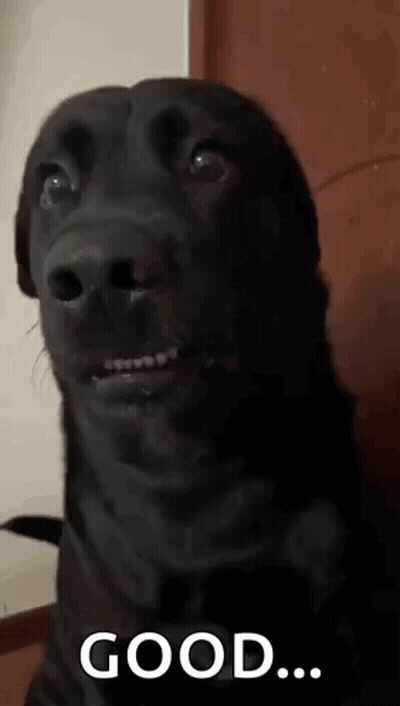 A Black Dog With Braces On Its Teeth Is Making A Funny Face . GIF