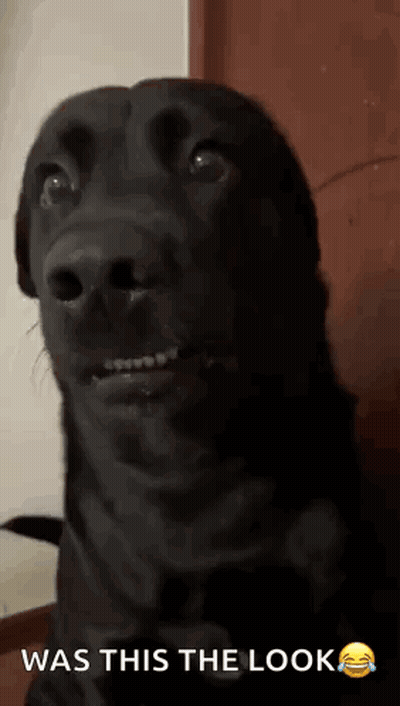 A Black Dog With Braces On Its Teeth Is Making A Funny Face With The Caption Was This The Look . GIF