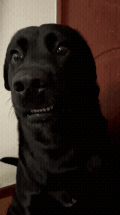 a black dog with braces on its teeth looks surprised