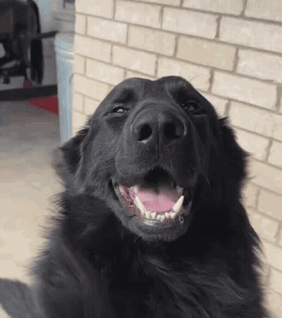 A Black Dog With Its Mouth Open And Its Tongue Out GIF