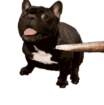 A Black Dog With Its Tongue Hanging Out Is Holding A Stick Sticker