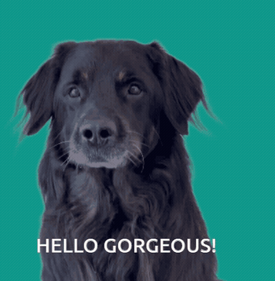 A Black Dog With Its Tongue Out And The Words Hello Gorgeous GIF