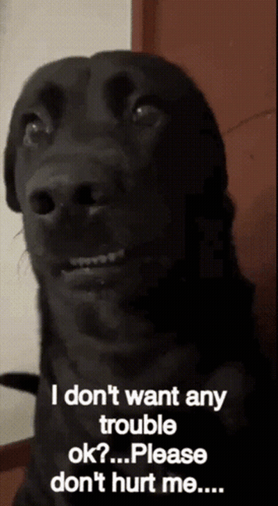 A Black Dog With The Words " I Don T Want Any Trouble Ok Please Don T Hurt Me " GIF