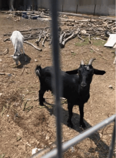 A Black Goat And A White Goat Are In A Pen GIF