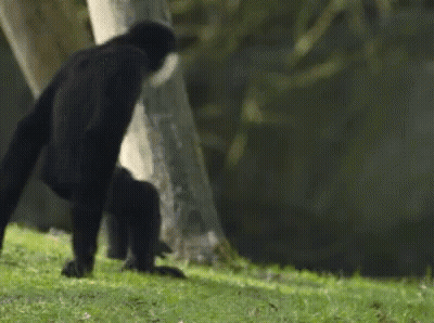 A Black Gorilla Is Standing On Its Hind Legs In The Grass Near A Tree . GIF