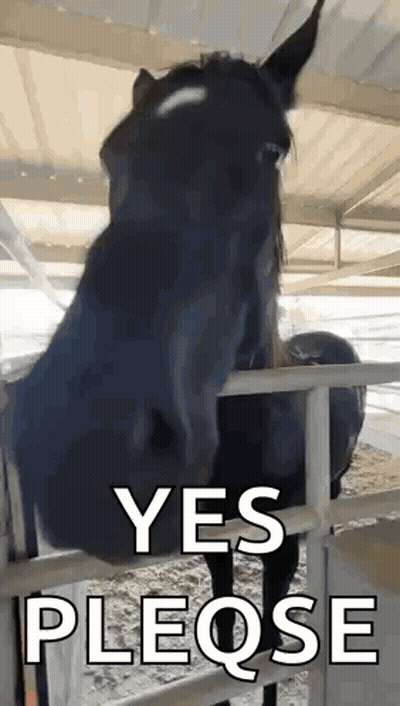 A Black Horse Behind A Fence With The Words `` Yes Pleqse '' On It . GIF