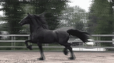 A Black Horse Is Running In A Fenced In Area With Equestrian Forever Written In The Corner GIF