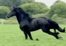 A Black Horse Is Running In A Green Field . GIF