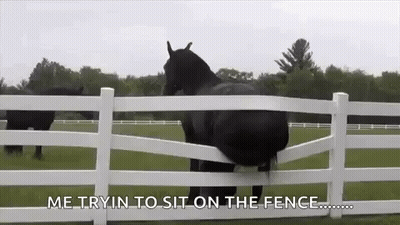 A Black Horse Is Standing Behind A White Fence And Looking Over It . GIF